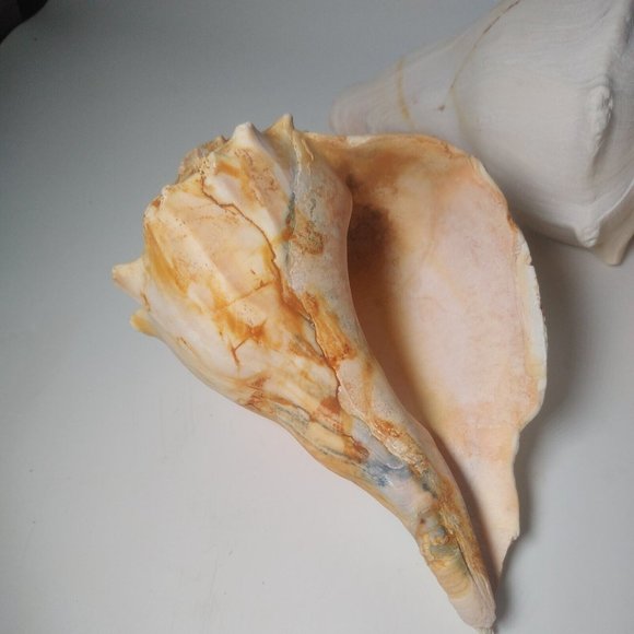 3 x Conch Seashells East Coast Beach Sea Shells Nautical Décor Lightning Whelk - Picture 5 of 9